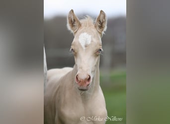 Duitse rijpony, Merrie, 4 Jaar, 149 cm