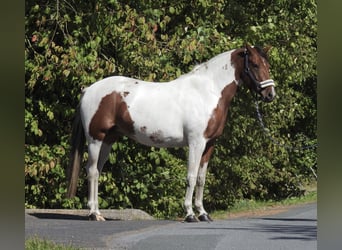 Duitse rijpony, Merrie, 4 Jaar, 150 cm, Gevlekt-paard