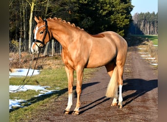 Duitse rijpony, Merrie, 4 Jaar, 151 cm, Vos