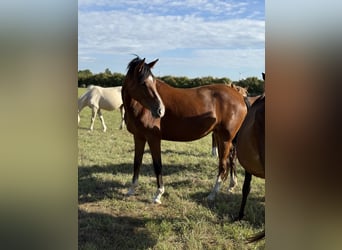 Duitse rijpony, Merrie, 4 Jaar, 152 cm, Bruin