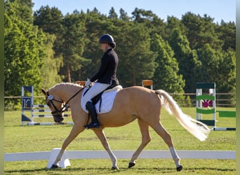 Duitse rijpony, Merrie, 4 Jaar, 153 cm, Palomino