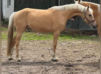 Duitse rijpony, Merrie, 4 Jaar, 153 cm, Palomino