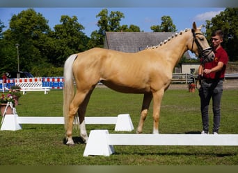 Duitse rijpony, Merrie, 4 Jaar, 153 cm, Palomino
