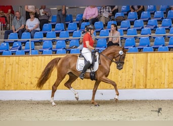 Duitse rijpony, Merrie, 4 Jaar, 153 cm, Vos