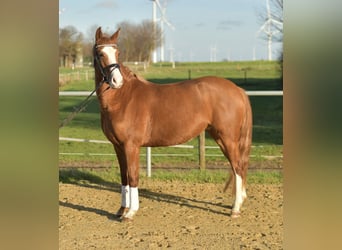 Duitse rijpony, Merrie, 4 Jaar, 153 cm, Vos