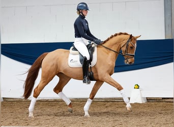 Duitse rijpony, Merrie, 4 Jaar, 153 cm, Vos