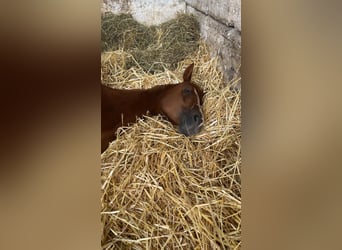 Duitse rijpony, Merrie, 4 Jaar, 154 cm, Vos