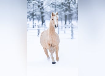 Duitse rijpony, Merrie, 4 Jaar, 155 cm, Palomino