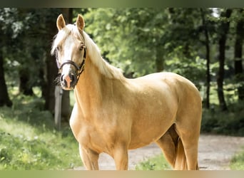 Duitse rijpony, Merrie, 4 Jaar, 155 cm, Palomino