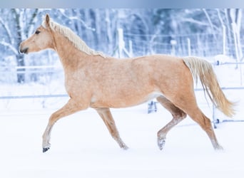 Duitse rijpony, Merrie, 4 Jaar, 155 cm, Palomino