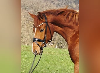 Duitse rijpony, Merrie, 4 Jaar, 156 cm, Vos