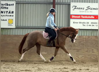 Duitse rijpony, Merrie, 4 Jaar, 156 cm, Vos