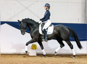 Duitse rijpony, Merrie, 4 Jaar, 156 cm, Zwart