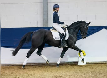 Duitse rijpony, Merrie, 4 Jaar, 156 cm, Zwart