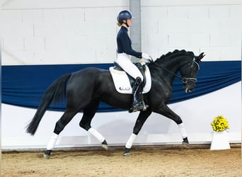 Duitse rijpony, Merrie, 4 Jaar, 156 cm, Zwart