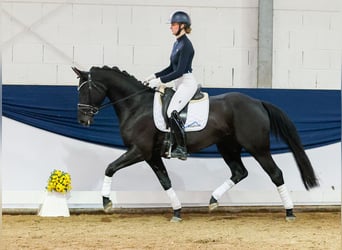 Duitse rijpony, Merrie, 4 Jaar, 156 cm, Zwart