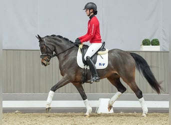 Duitse rijpony, Merrie, 4 Jaar, Bruin