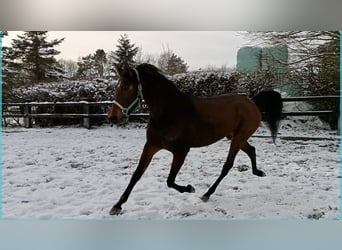 Duitse rijpony, Merrie, 4 Jaar, Bruin