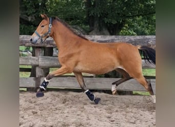 Duitse rijpony, Merrie, 4 Jaar