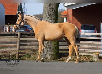 Duitse rijpony, Merrie, 5 Jaar, 131 cm, Palomino
