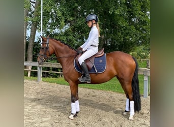 Duitse rijpony, Merrie, 5 Jaar, 138 cm, Bruin
