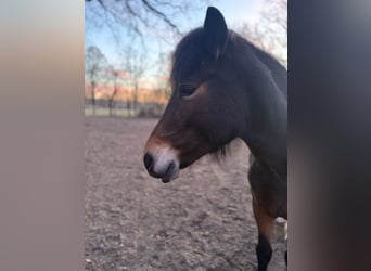 Duitse rijpony Mix, Merrie, 5 Jaar, 140 cm