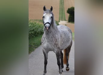 Duitse rijpony, Merrie, 5 Jaar, 140 cm, Schimmel