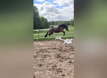 Duitse rijpony Mix, Merrie, 5 Jaar, 140 cm, Tobiano-alle-kleuren