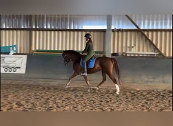 Duitse rijpony, Merrie, 5 Jaar, 142 cm, Donkere-vos