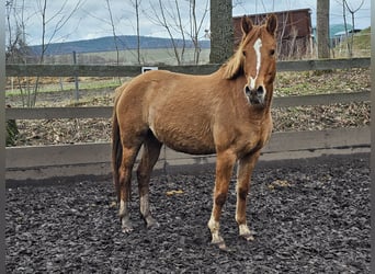 Duitse rijpony, Merrie, 5 Jaar, 142 cm, Falbe