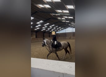 Duitse rijpony, Merrie, 5 Jaar, 143 cm, Buckskin