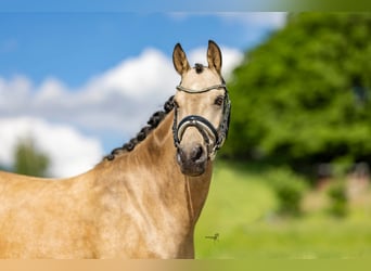 Duitse rijpony, Merrie, 5 Jaar, 143 cm, Buckskin