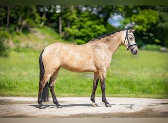 Duitse rijpony, Merrie, 5 Jaar, 143 cm, Buckskin