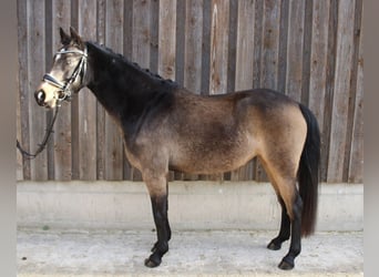 Duitse rijpony, Merrie, 5 Jaar, 143 cm, Buckskin