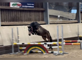 Duitse rijpony, Merrie, 5 Jaar, 143 cm, Buckskin