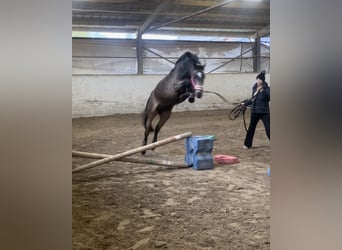 Duitse rijpony, Merrie, 5 Jaar, 143 cm, Buckskin