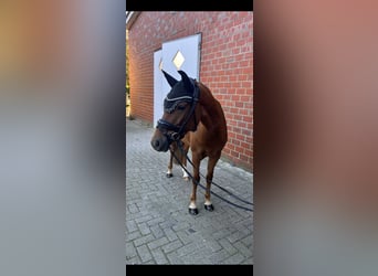 Duitse rijpony, Merrie, 5 Jaar, 143 cm, Donkere-vos