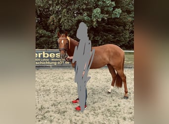 Duitse rijpony, Merrie, 5 Jaar, 143 cm, Donkere-vos