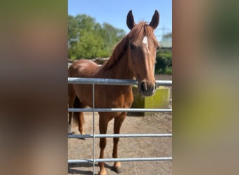 Duitse rijpony, Merrie, 5 Jaar, 143 cm, Donkere-vos