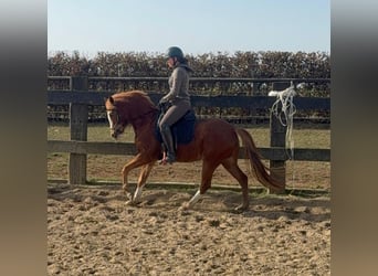 Duitse rijpony, Merrie, 5 Jaar, 143 cm, Vos