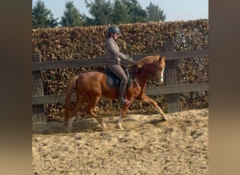Duitse rijpony, Merrie, 5 Jaar, 143 cm, Vos