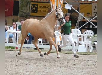 Duitse rijpony, Merrie, 5 Jaar, 144 cm, Palomino