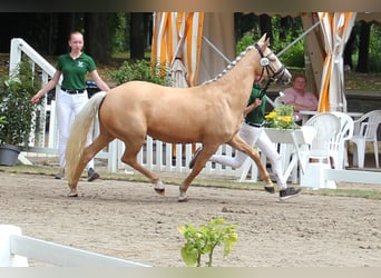 Duitse rijpony, Merrie, 5 Jaar, 144 cm, Palomino