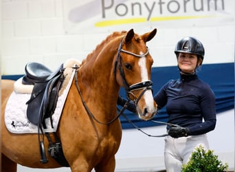 Duitse rijpony, Merrie, 5 Jaar, 144 cm, Vos