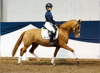 Duitse rijpony, Merrie, 5 Jaar, 144 cm, Vos