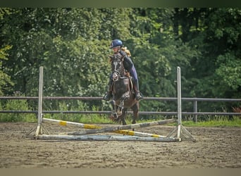 Duitse rijpony, Merrie, 5 Jaar, 144 cm, Zwart