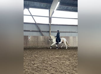 Duitse rijpony, Merrie, 5 Jaar, 145 cm, Gevlekt-paard