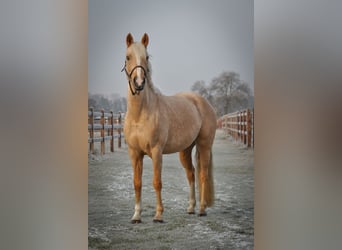 Duitse rijpony, Merrie, 5 Jaar, 145 cm, Palomino