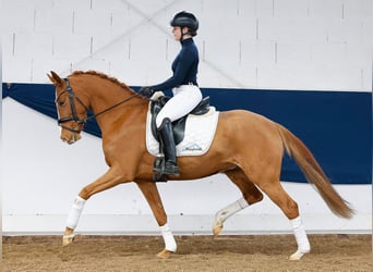 Duitse rijpony, Merrie, 5 Jaar, 145 cm, Vos