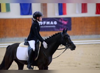 Duitse rijpony, Merrie, 5 Jaar, 145 cm, Zwart